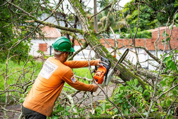 Pourquoi l'élagage est essentiel pour la santé de vos arbres